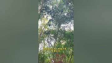 #Captured #Heye falling from the #tree #panda