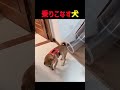 乗りこなす犬