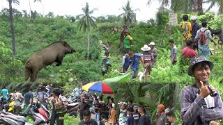 RAJA BABI HUTAN MUNCUL DARI LERENG BUKIT !! padang bintuangan