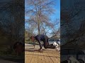 Freestyle Calisthenics #freestyle #calisthenics #motivation