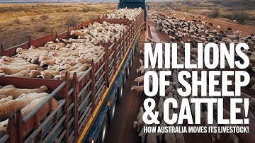 How Australian Farmers Transport Millions Of Sheep And Cattle  Farming#australia #SustainableFarming