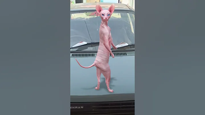 Video 11493101: sphynxcat dancing cats