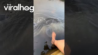 Gentle Manatee Touches Foot || ViralHog