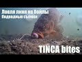 Рыбалка на линя. Ловля линя на бойлы. Подводные съёмки + поклёвки вживую! Waterwolf