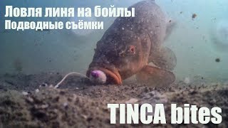Рыбалка на линя. Ловля линя на бойлы. Подводные съёмки + поклёвки вживую! Waterwolf Рыбалка на линя. Ловля линя на бойлы. Подводные съёмки + поклёвки вживую! Waterwolf