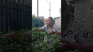 Download Lagu Jangan lihat sampai akhir #dailytanfamily#panencabe#ketualagijatuhcinta MP3