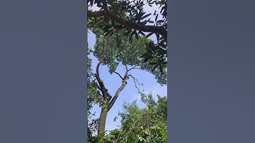 chainswa machine cutting tree branches #treeremoval #treecutting #chainsaw #branches #tree #video