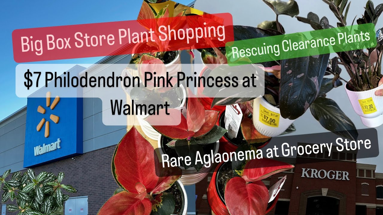 Big Box Store Plant Shopping Walmart $7 Rare Philodendron Home Depot and Grocery Store Plants