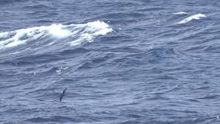 Goulds Petrel, 22 Mar 2019, Off New Caledonia.