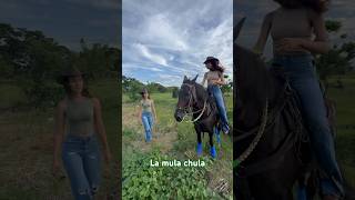 La mula chula #rdr2 #caballos #campomexicano #shortvideos #vaqueros #horse #mexicano #corridos #usa
