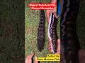 OMG😍Fishing Worlds Largest Snakehead Fish channa Micropeltes giant snakehead india #fish #shorts