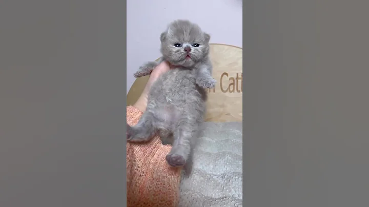 Video 4057711: british longhair kitten, british longhair lilac, britishlonghair cat kitten, cat old