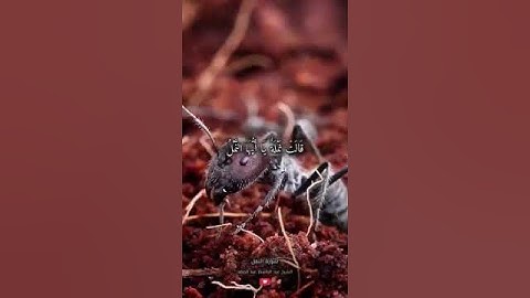 آيات من القرآن الكريم 💞 سورة النمل 💞 الآية 18