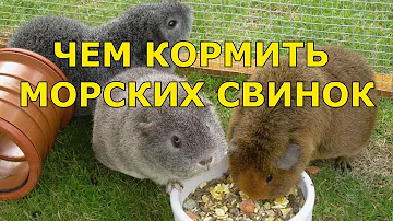 Чем кормить морских свинок | Что едят морские свинки