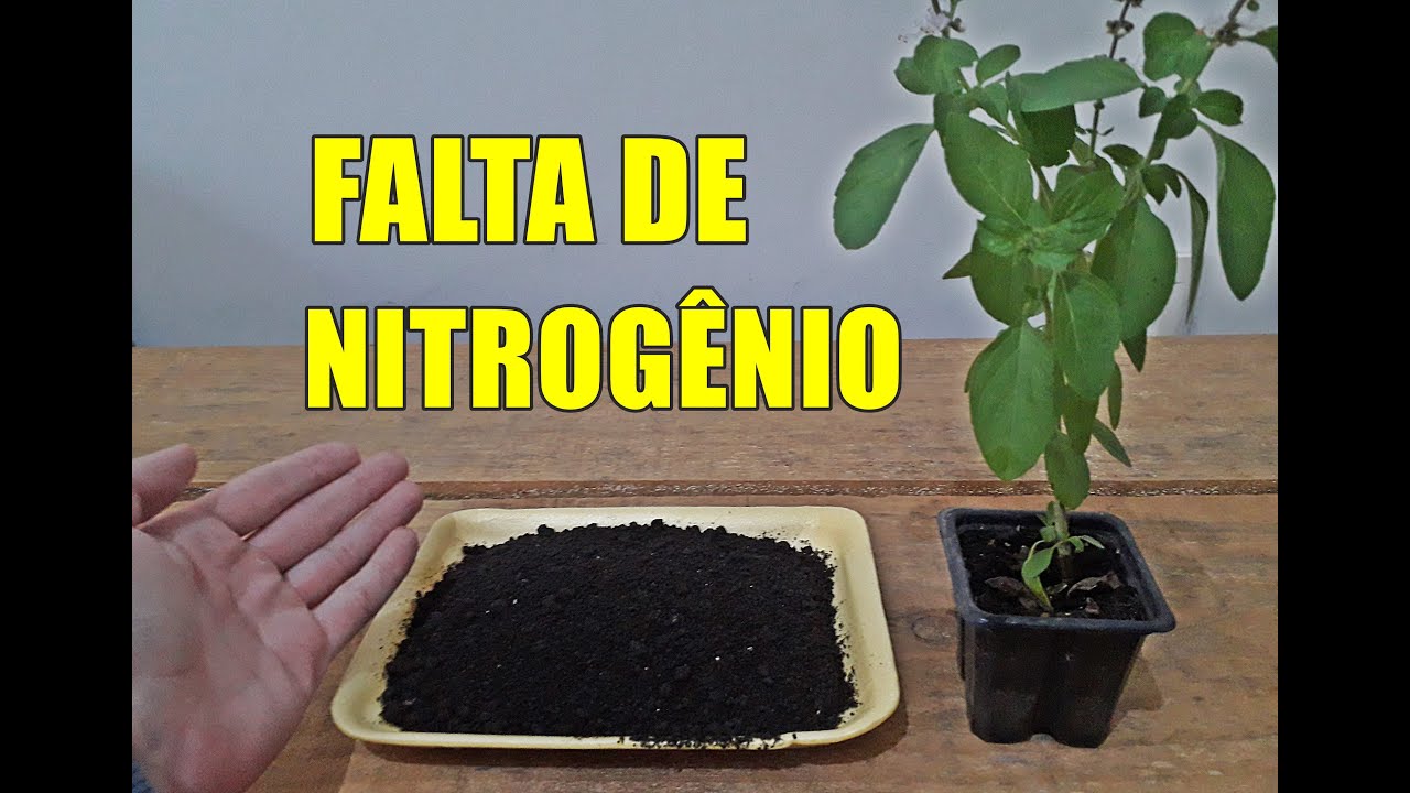 O QUE ACONTECE SE FALTAR NITROGÊNIO NA PLANTA?