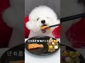 🍣Fufu đang ăn cá hồi + đĩa rau + đậu chó hôm nay