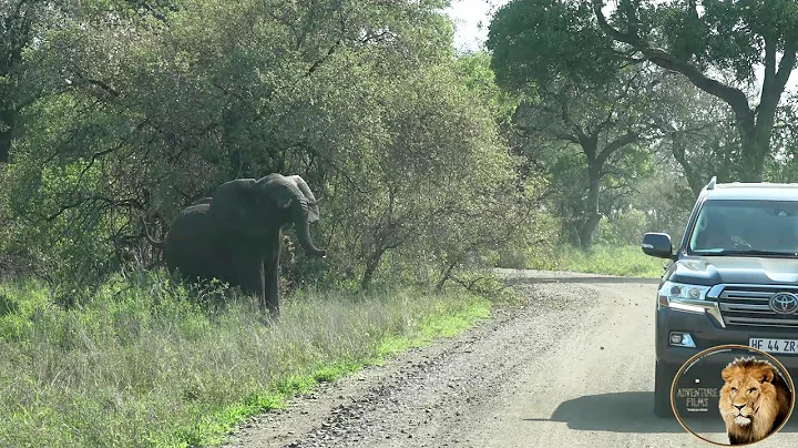 Angry Elephant Charge