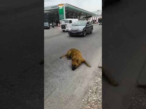 animal abuse / dog crush by car / funny video