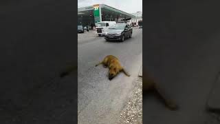 animal abuse / dog crush by car / funny video