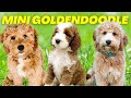 Mini Goldendoodle Top 10 Facts - The Miniature Goldendoodle
