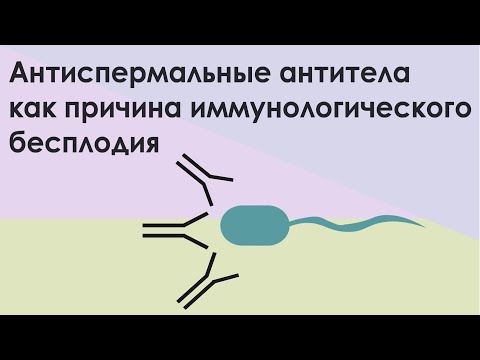 Видео: Почему сперматиды не являются функциональными гаметами?