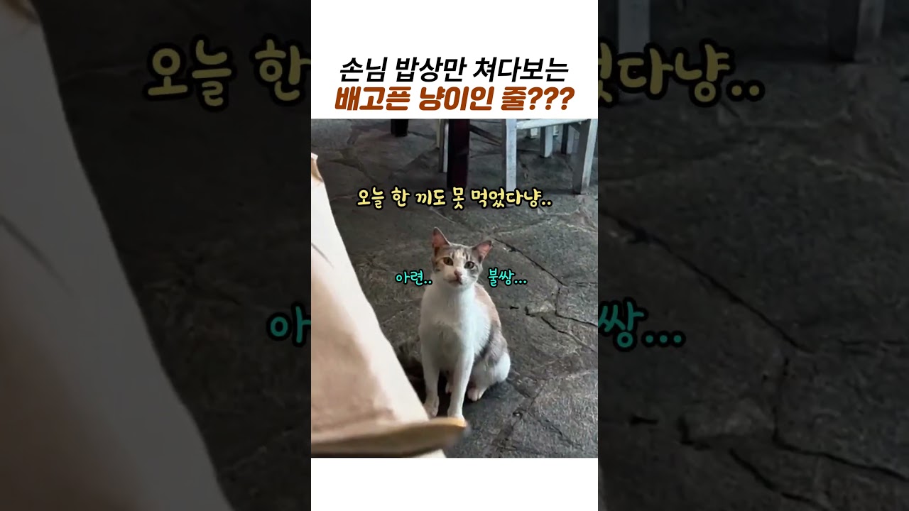 식당 손님한테 굶은 척하던 고양이, 사장님 경고문에 딱 걸림 ㅋㅋ #고양이 #냥이 #고양이쇼츠