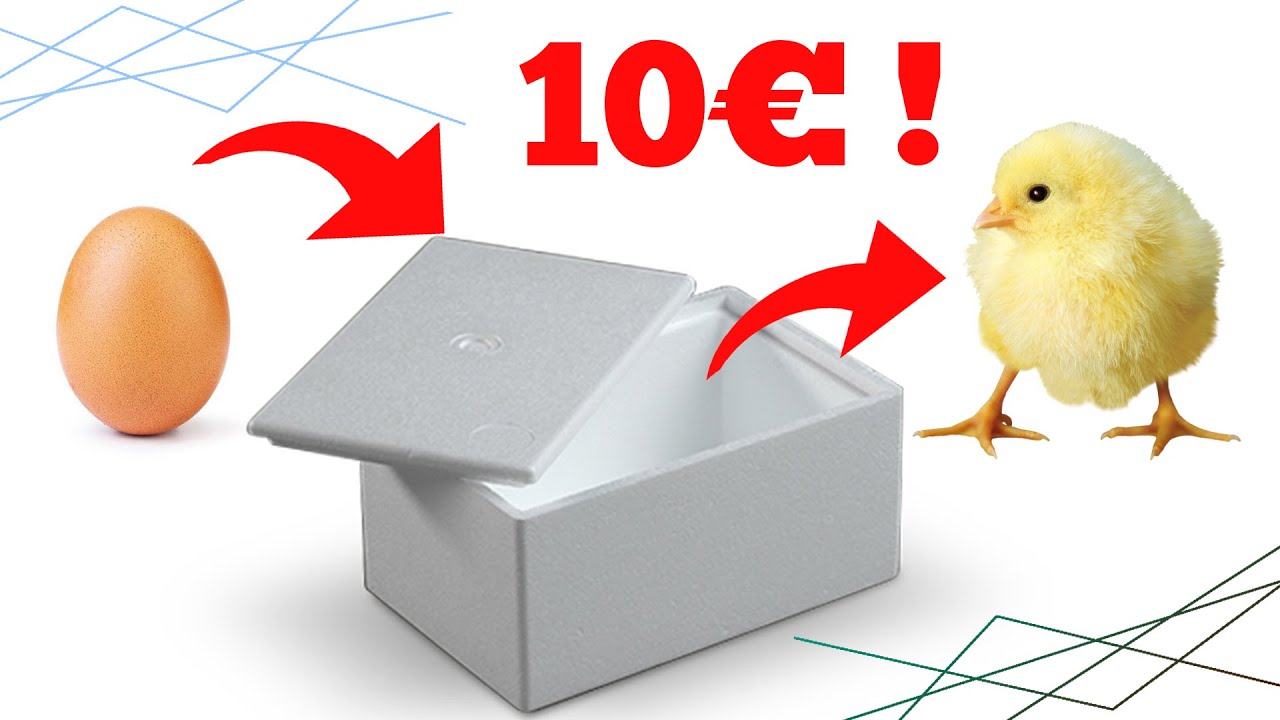 Couveuse à Poussins Pour Quelques Euros