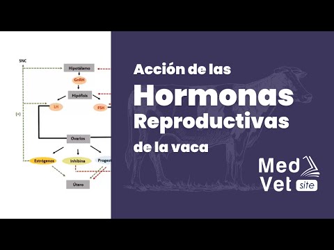 Video: ¿Qué hormonas son responsables del estro en los animales de granja?