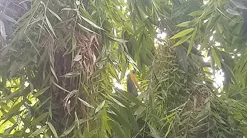 Misteri Pohon Bambu Angker