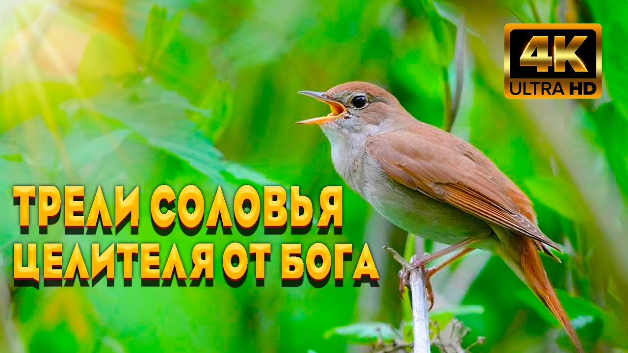 Трели Соловья И Певчего Дрозда, Целителей От Бога. Пение Лесных Птиц ...