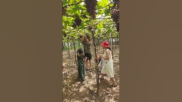 Buổi trưa dưới giàn nho vui vẻ #grape #nho #nhoninhthuận #anhhainho