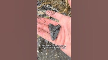 Exploring an ancient seabed for fossil shark teeth!