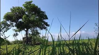 40 menit menikmati keindahan langit di tengah persawahan dengan musik relaksasi