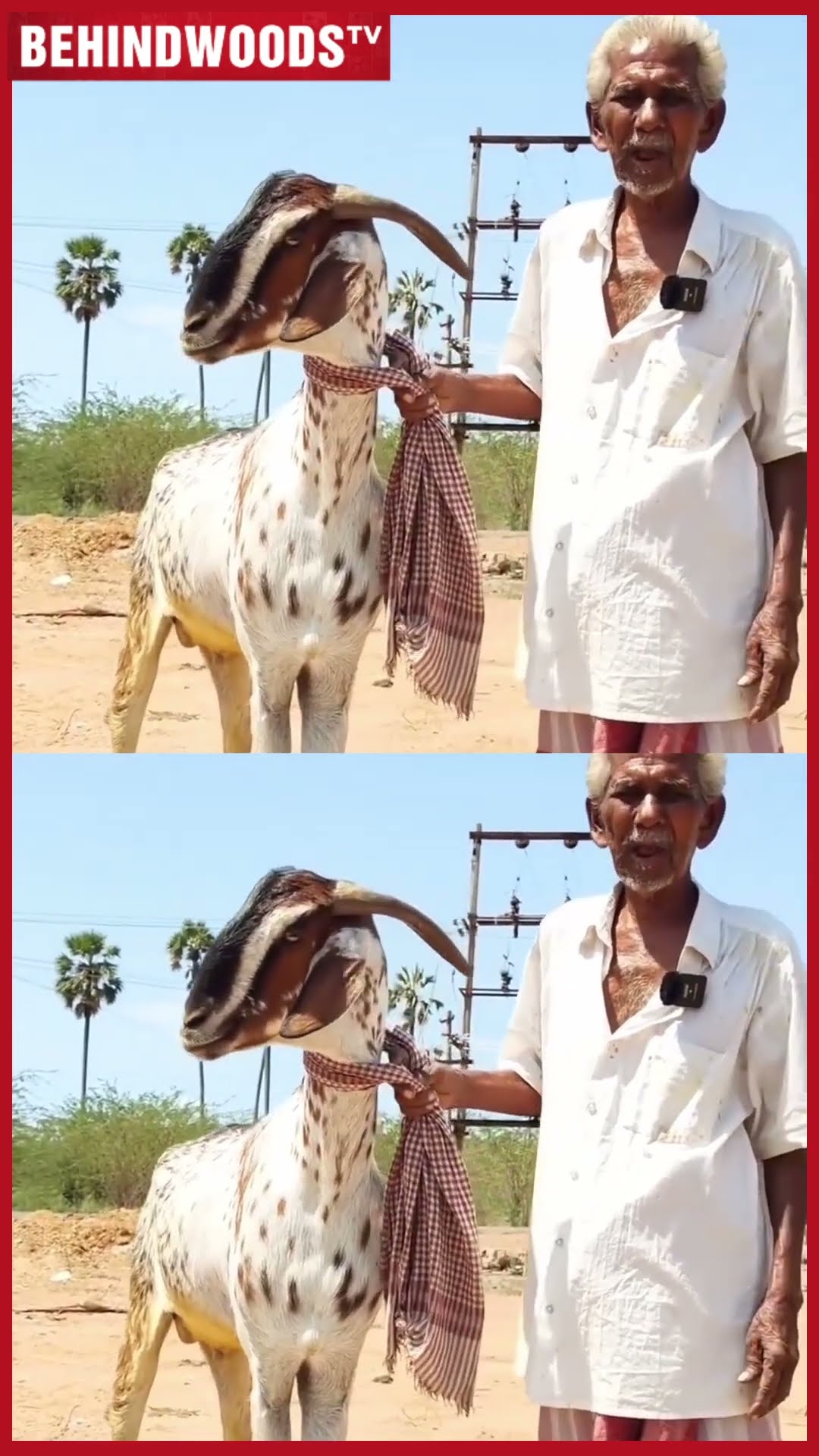 '2 லட்சம் குடுத்தாலும் ஆடு கிடையாது..'❤️ மகன் போல் வளர்க்கும் பெரியவரின் பாசம் ?
