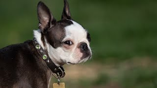 Boston Terrier breed clubs and associations