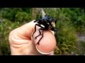 Giant Blue Robber Fly (Blepharotes spendidissimus)