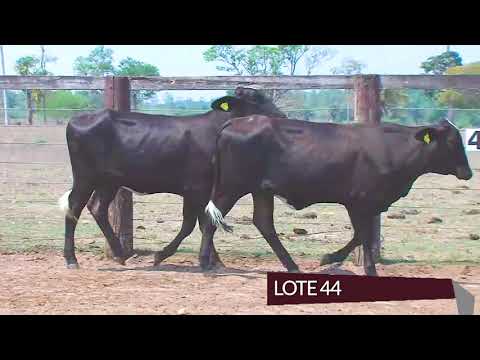 LOTE 44