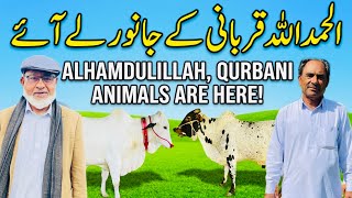RAJA AURANGZAIB BROUGHT SACRIFICIAL ANIMALS || EID UL ADHA || #uk #mirpur