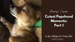 Cutest Papshund Moments: Part 1 #papshund #papillondachshund #papillonmix #dachshundmix #cutedogs by Wet Nose Escapades  247 views 2 years ago 2 minutes, 16 seconds