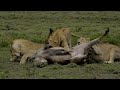 A blind eland running straight to lions