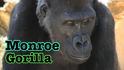Gorilla 🦍 snack time Winston family ゴリラ　おやつの時間　ウィンストン家族