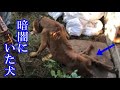 【頑張れ】誰もいない廃屋で暮らしていた犬。 何やら後ろ足が動かせない様子。それでも頑張る姿に感動！【勇気をもらえる話】