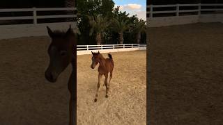 Super Cute Baby Horse 🐎💕😍مهر صغير لطيف جداً 🐎💕😍#BabyHorse#ArabianHorse #Shorts