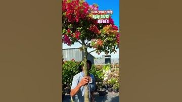 Ngũ sắc thái một cốt tàn tròn..#shortsvideos