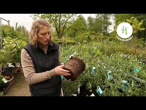 Video: Hvad Er Planter