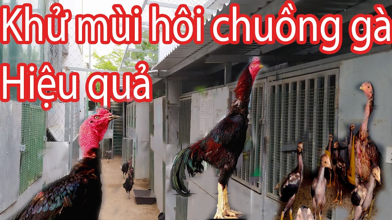 Cách khử mùi hôi chuồng trại cho gà hiệu quả | Nguyễn Viết Hòa