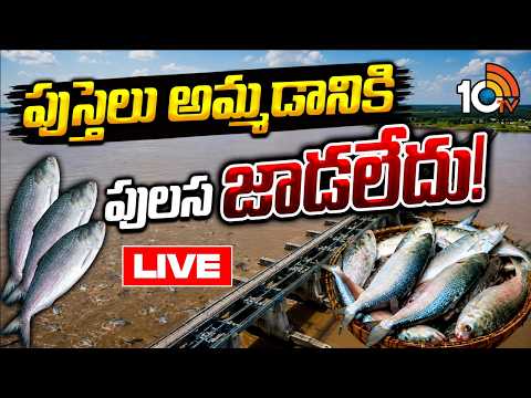 LIVE | పుస్తెలు అమ్మడానికి పులస జడలేదు! | Godavari Pulasa Fish | Pulasa Fish Shortage | 10TV - 10TVNEWSTELUGU
