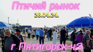 Голуби цены Птичий рынок г Пятигорск -ч2