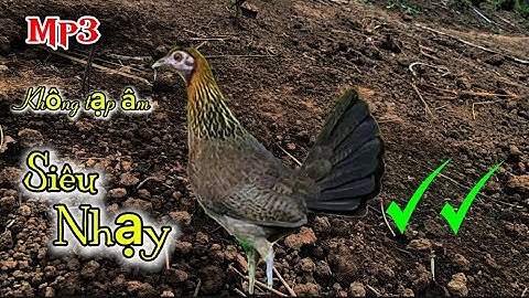 Tiếng gà mái rừng kêu gọi trống nhanh nhất 2025|| Poj qaib seev zoo dib tuaj 100%✔✔
