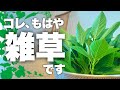 【夏の神コスパ野菜】プランターで『無限モロヘイヤ』完全ガイド|モロヘイヤ栽培